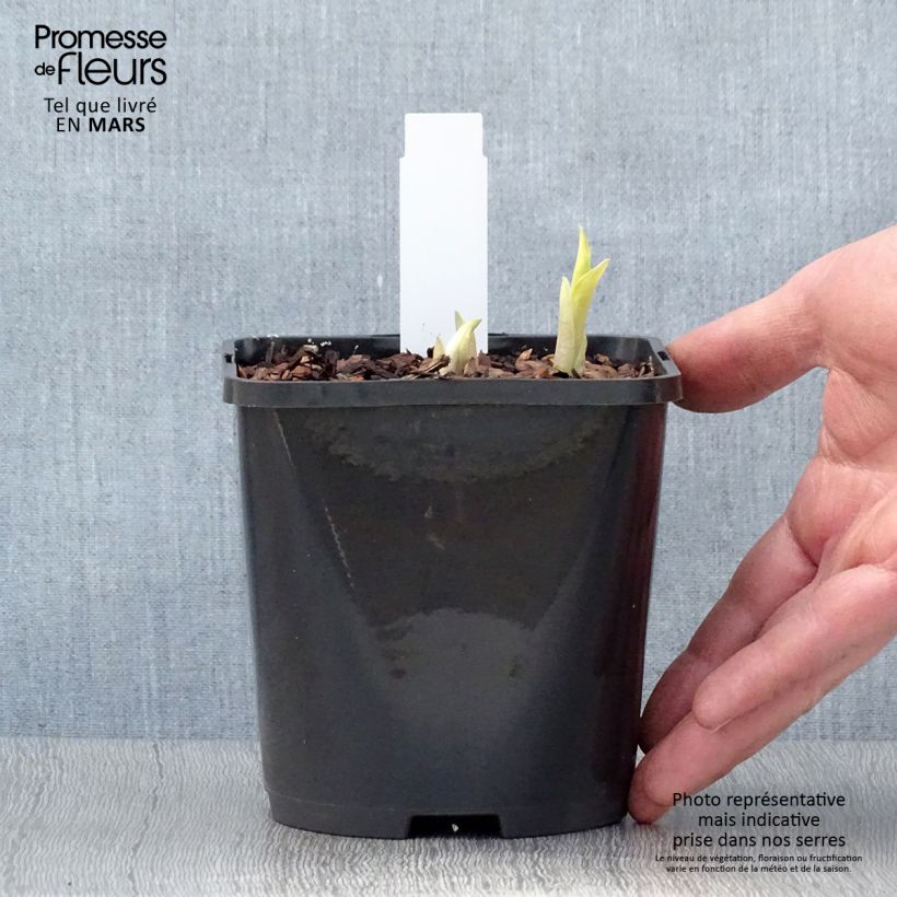 Spécimen de Hosta Orange Marmelade Pot de 1,5L/2L tel que livré au printemps