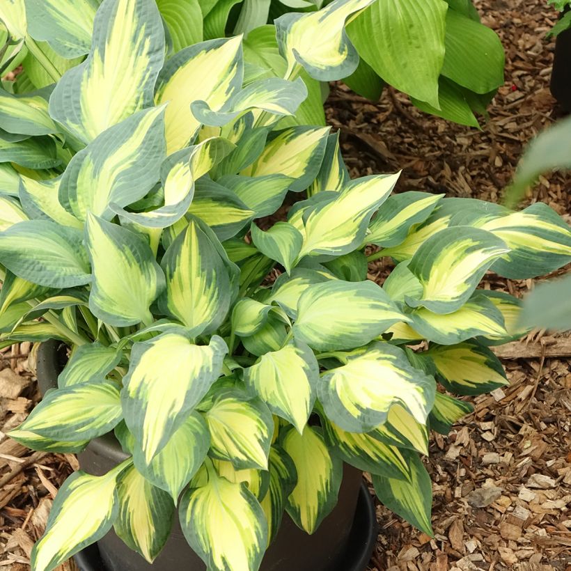 Hosta Orange Marmelade (Port)