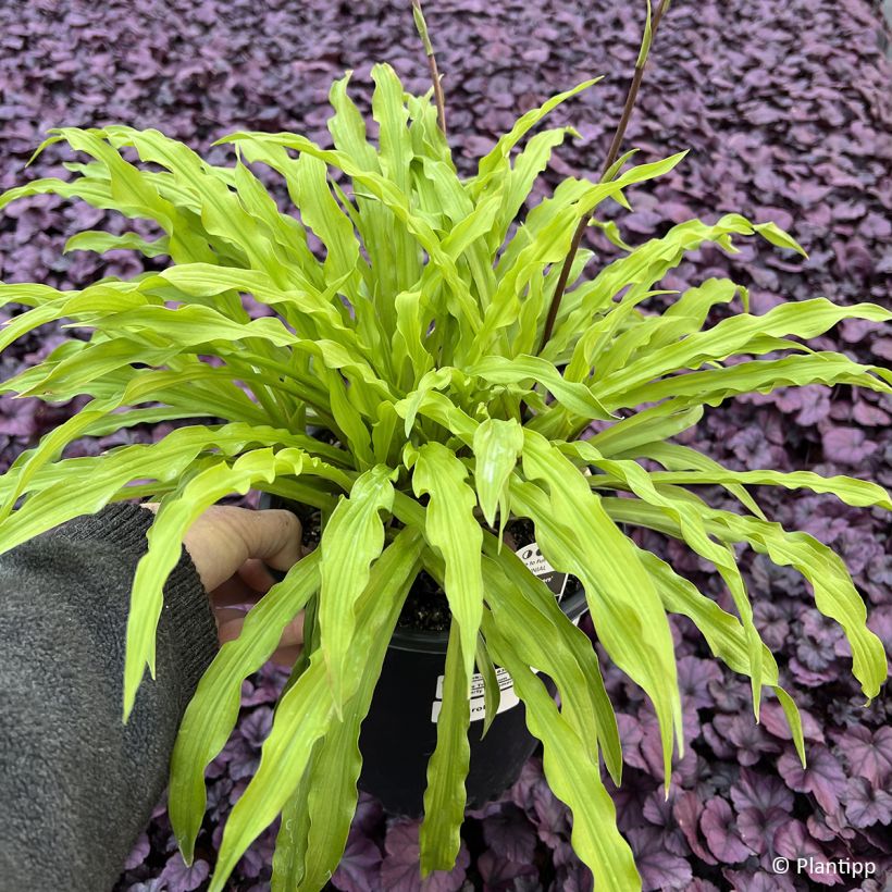 Hosta Party Streamers (Foliage)