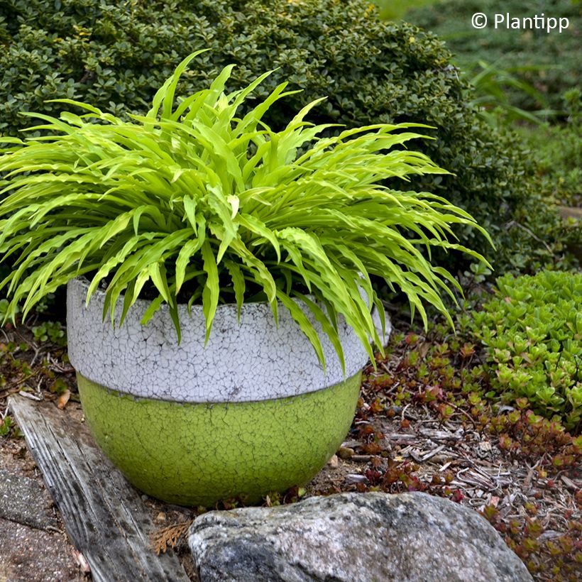 Hosta Party Streamers (Plant habit)