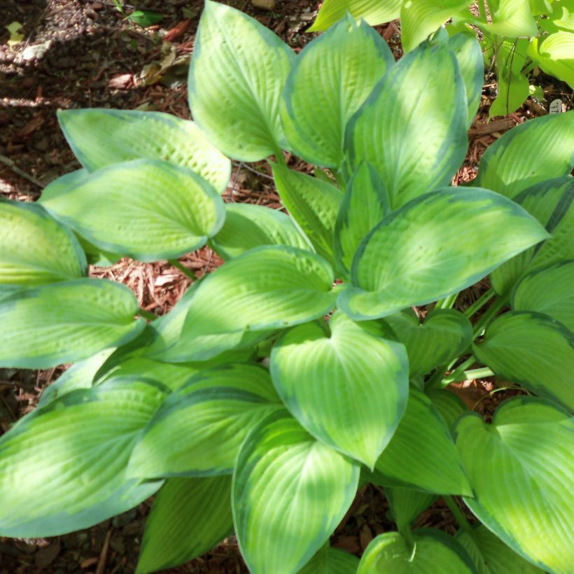 Hosta Paul s Glory (Plant habit)