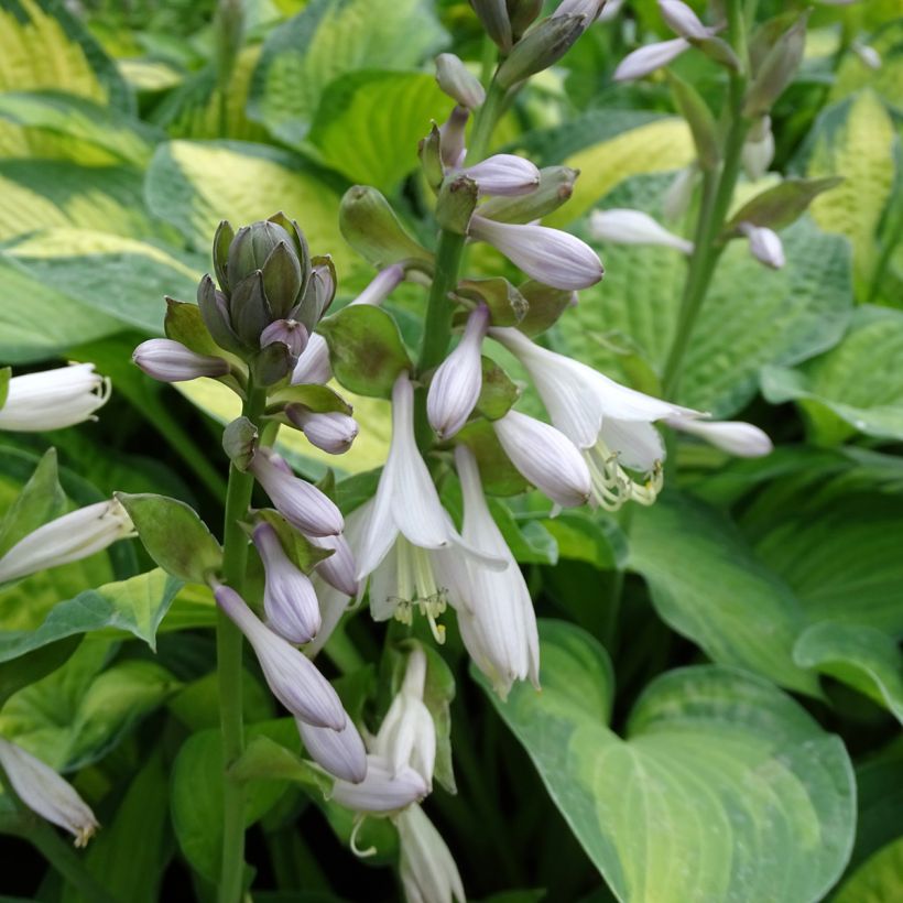 Hosta Paul s Glory (Flowering)