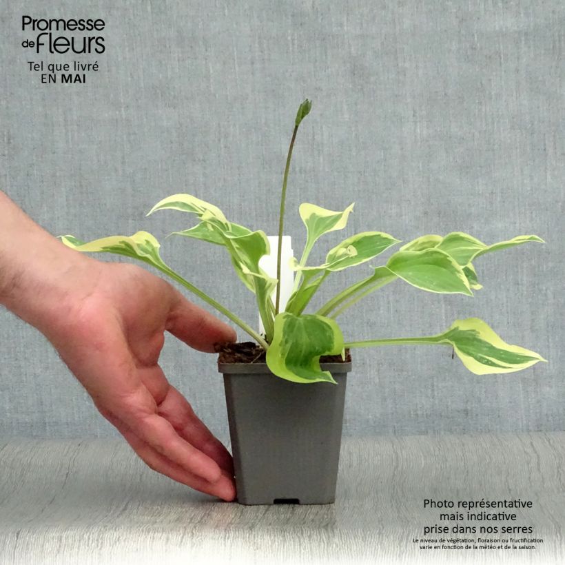 Spécimen de Hosta Pilgrim Godet de 8/9 cm tel que livré au printemps