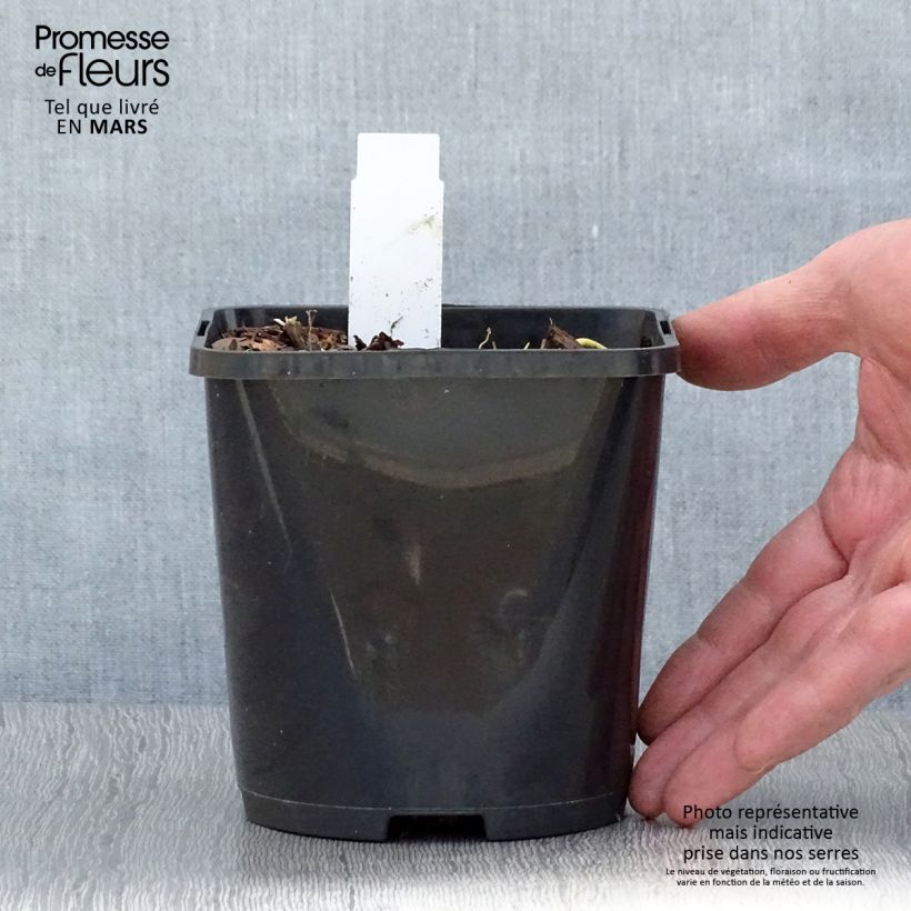 Spécimen de Hosta Pin Up Pot de 1,5L/2L tel que livré au printemps
