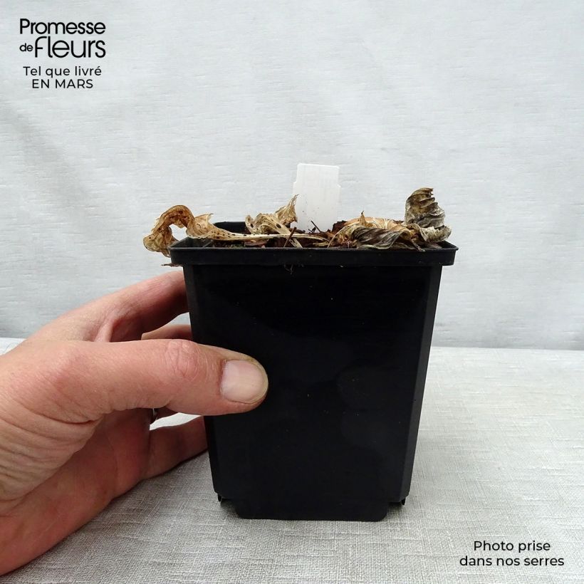 Spécimen de Hosta Pizzazz Godet de 8/9 cm tel que livré au printemps