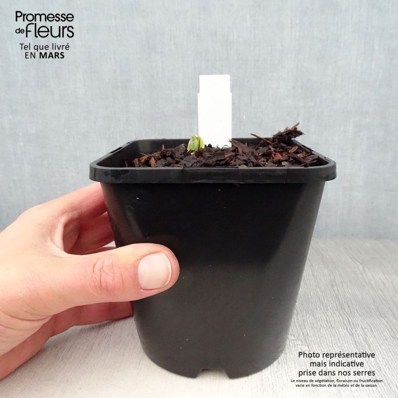 Example of Hosta Pocketfull of Sunshine Pot de 1,5L/2L as you get in printemps