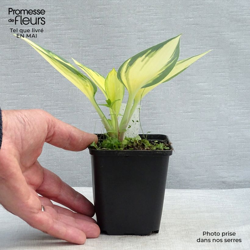 Spécimen de Hosta Remember Me Godet de 8/9 cm tel que livré au printemps