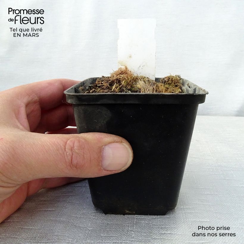 Example of Hosta Revolution Godet de 8/9 cm as you get in printemps