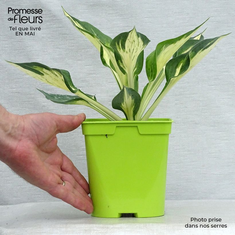 Example of Hosta Revolution Pot de 2L/3L as you get in printemps