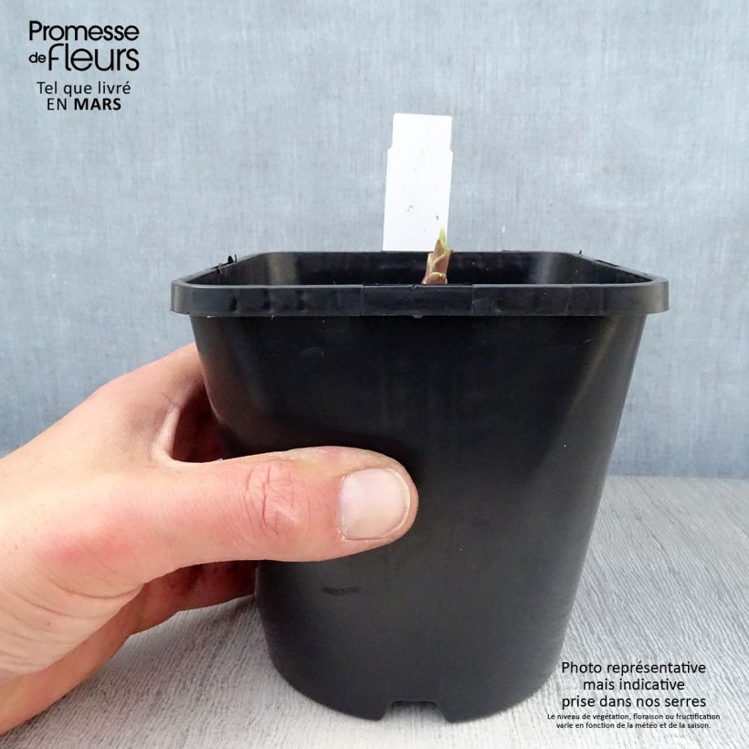 Spécimen de Hosta Ripple Effect Pot de 1,5L/2L tel que livré au printemps