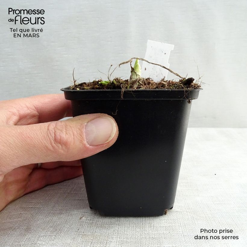 Spécimen de Hosta Royal Standard Godet de 8/9 cm tel que livré au printemps