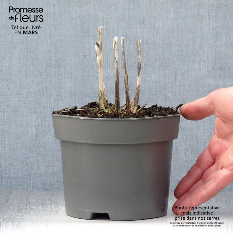 Spécimen de Hosta Royal Standard Pot de 2L/3L tel que livré au printemps