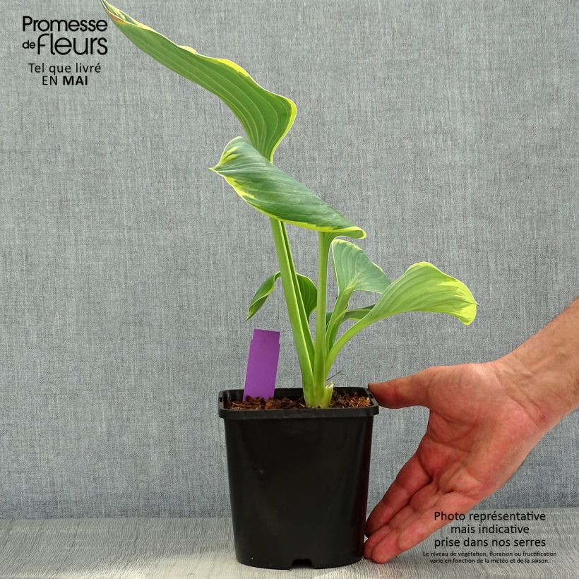 Spécimen de Hosta Sagae Pot de 1,5L/2L tel que livré au printemps