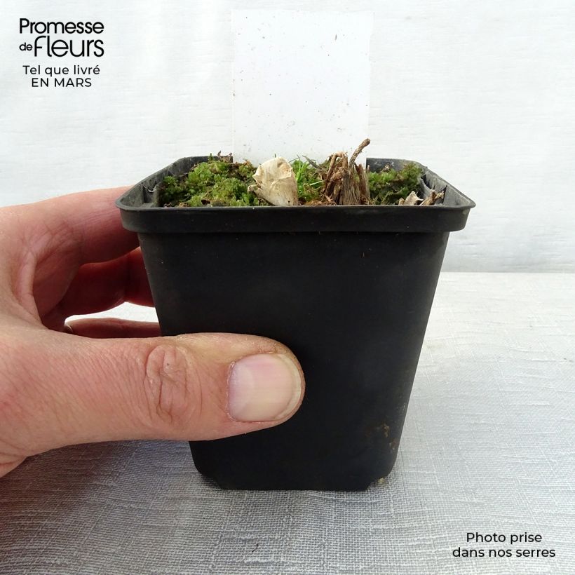 Spécimen de Hosta Saint Paul Godet de 8/9 cm tel que livré au printemps