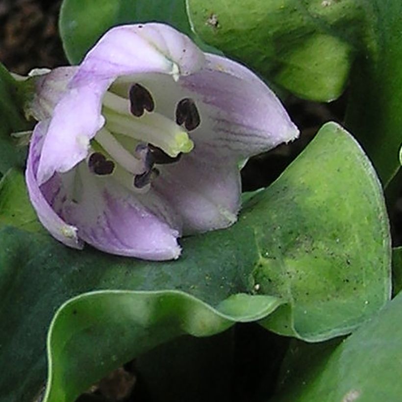 Hosta School Mouse (Flowering)