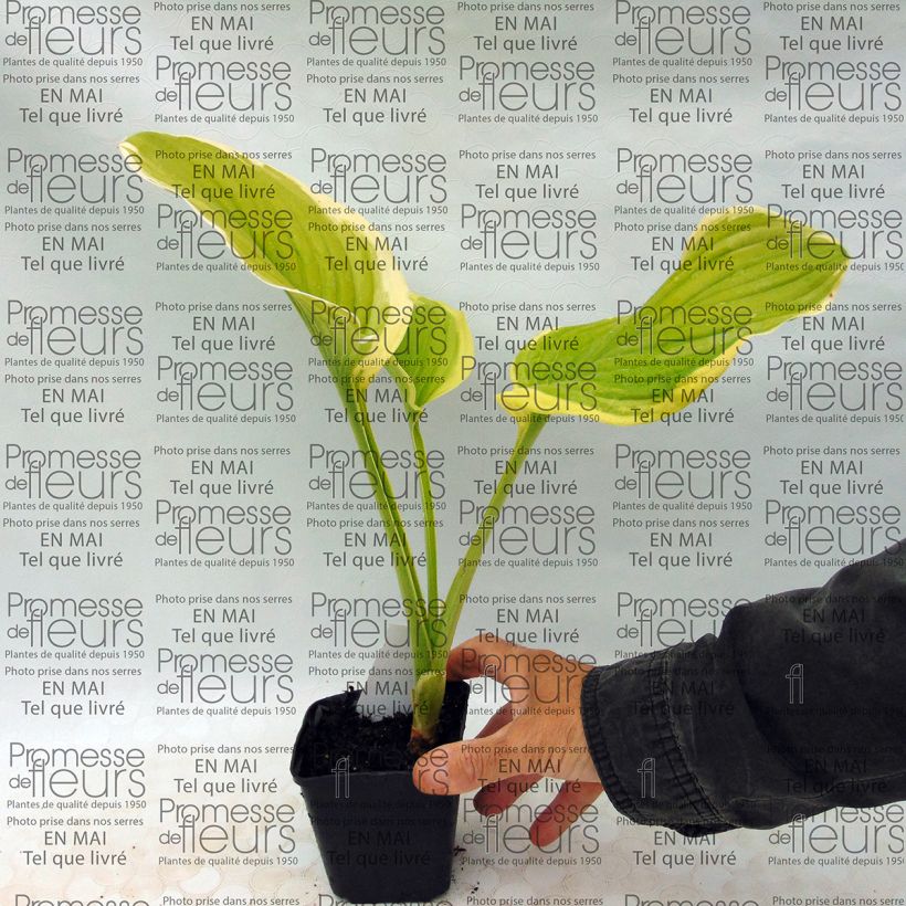 Exemple de spécimen de Hosta Shade Fanfare Godet de 8/9 cm tel que livré