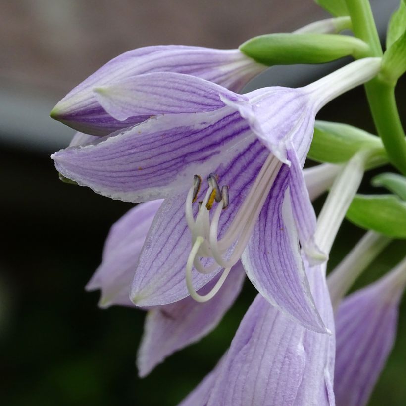 Hosta Siberian Tiger (Floraison)