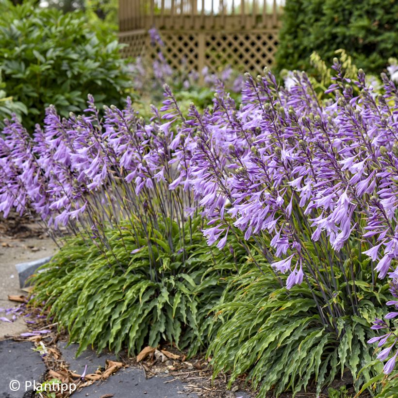 Hosta Silly String (Floraison)