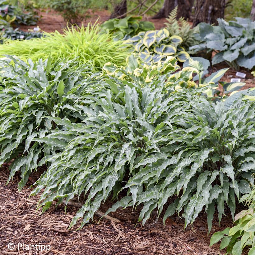 Hosta Silly String (Port)
