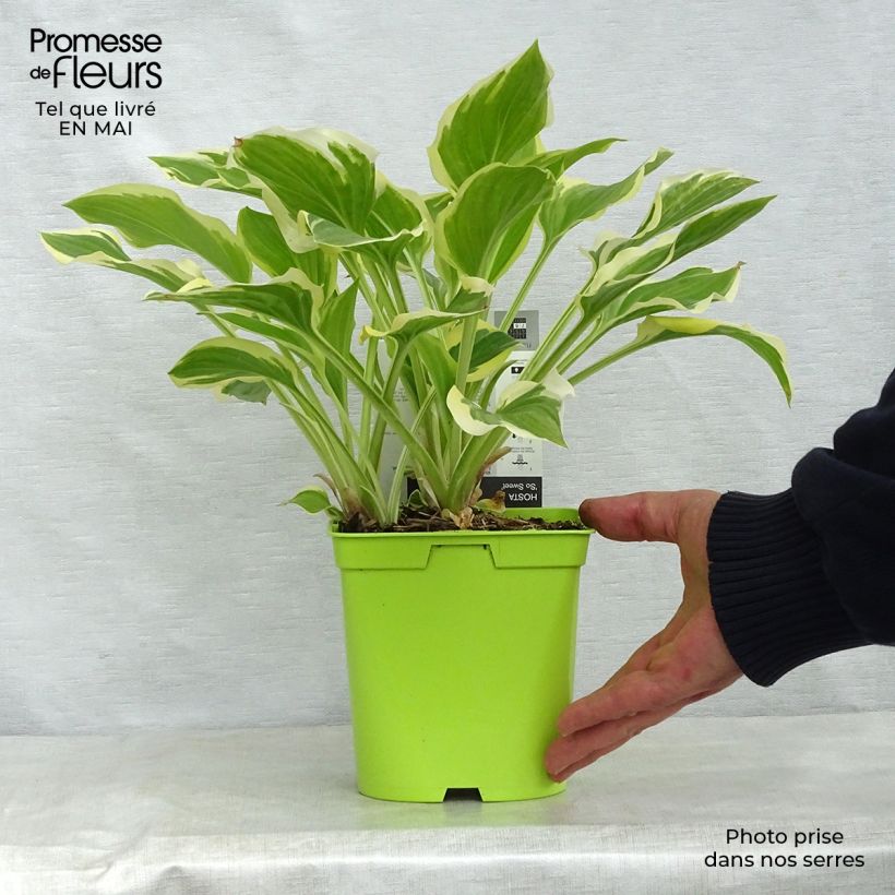 Spécimen de Hosta So Sweet Pot de 2L/3L tel que livré au printemps