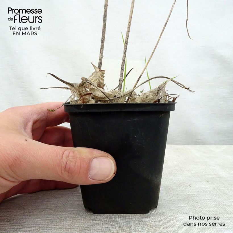 Spécimen de Hosta Special Gift Godet de 8/9 cm tel que livré au printemps