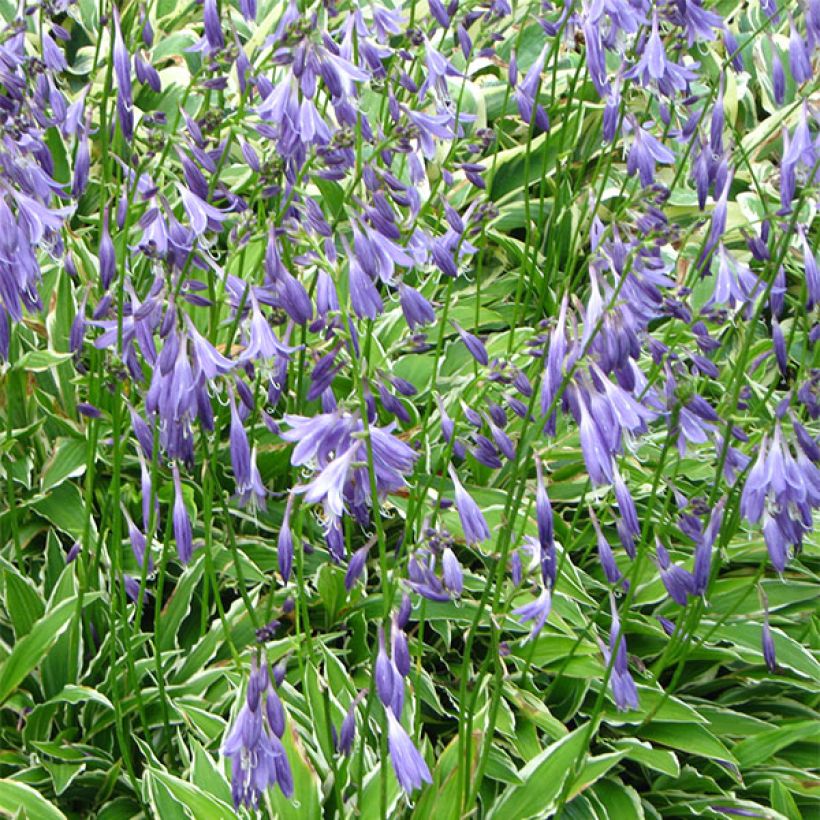 Hosta Stiletto (Floraison)