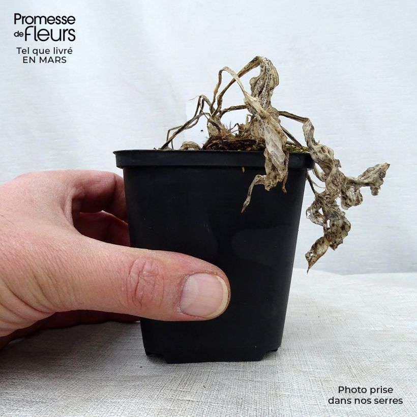 Spécimen de Hosta Striptease Godet de 8/9 cm tel que livré au printemps