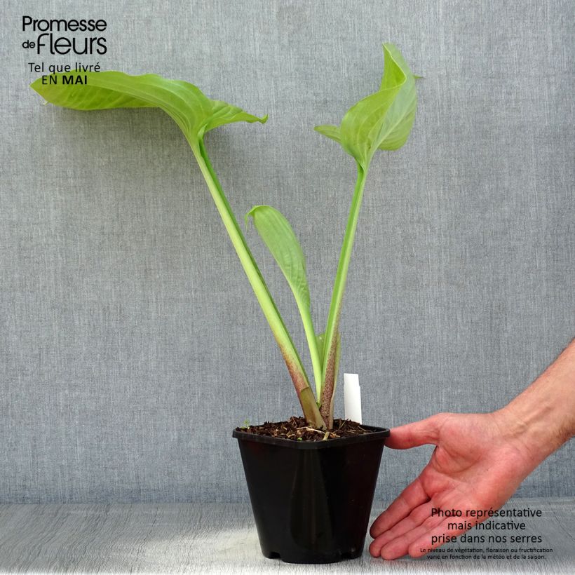 Spécimen de Hosta Sum and Substance Pot de 1,5L/2L tel que livré au printemps