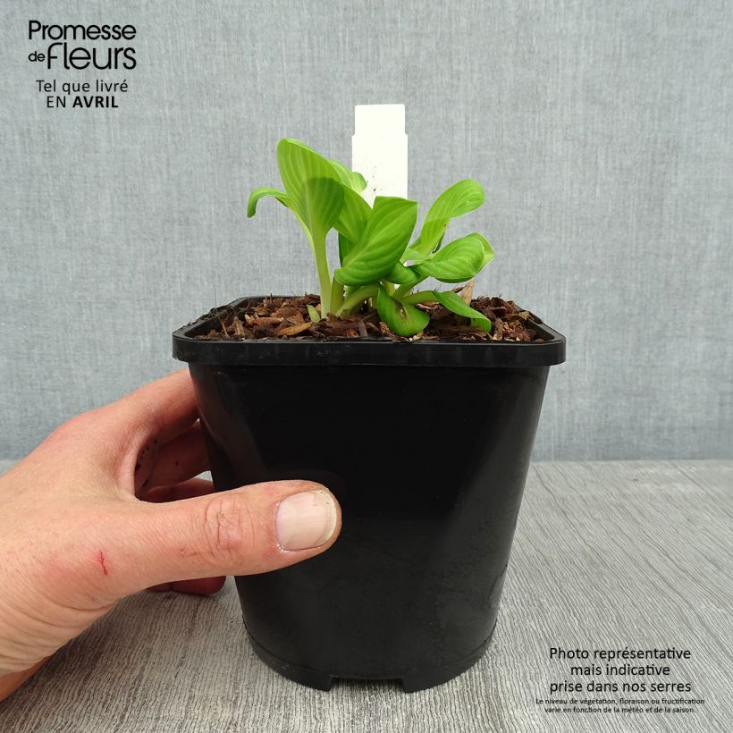 Spécimen de Hosta Sun Mouse Pot de 1,5L/2L tel que livré au printemps