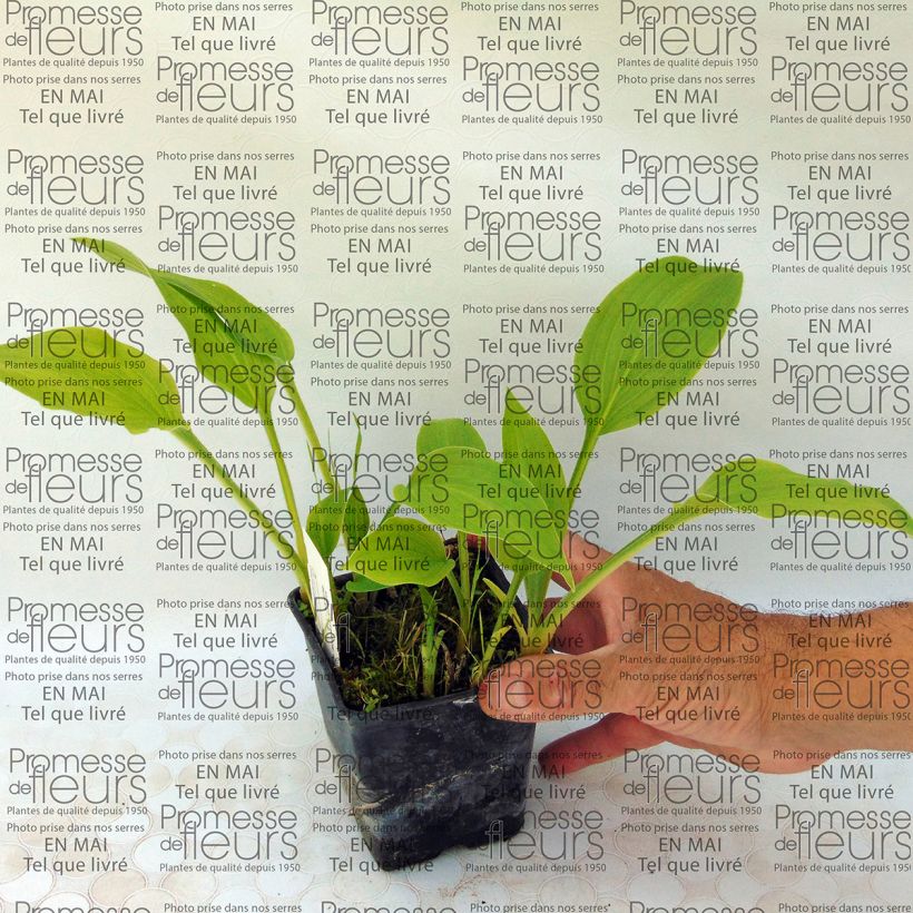 Exemple de spécimen de Hosta Sweet Susan Godet de 8/9 cm tel que livré