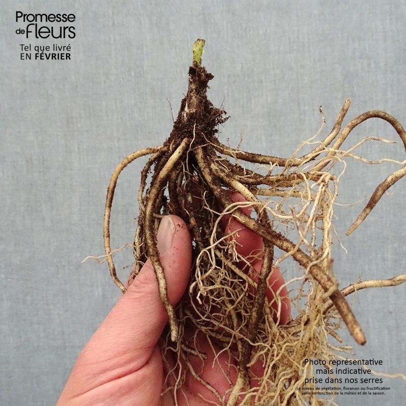 Spécimen de Hosta T Rex  Racines nues, qualité premium tel que livré en hiver