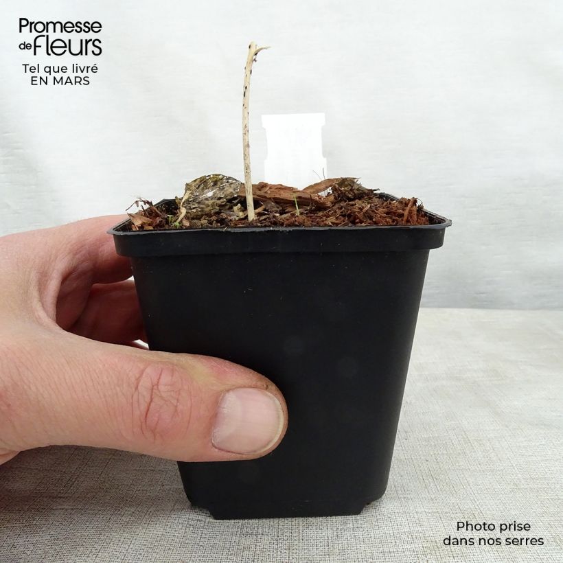 Spécimen de Hosta Touch Of Class Godet de 8/9 cm tel que livré au printemps