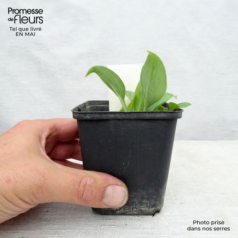 Spécimen de Hosta True Blue Godet de 8/9 cm tel que livré au printemps