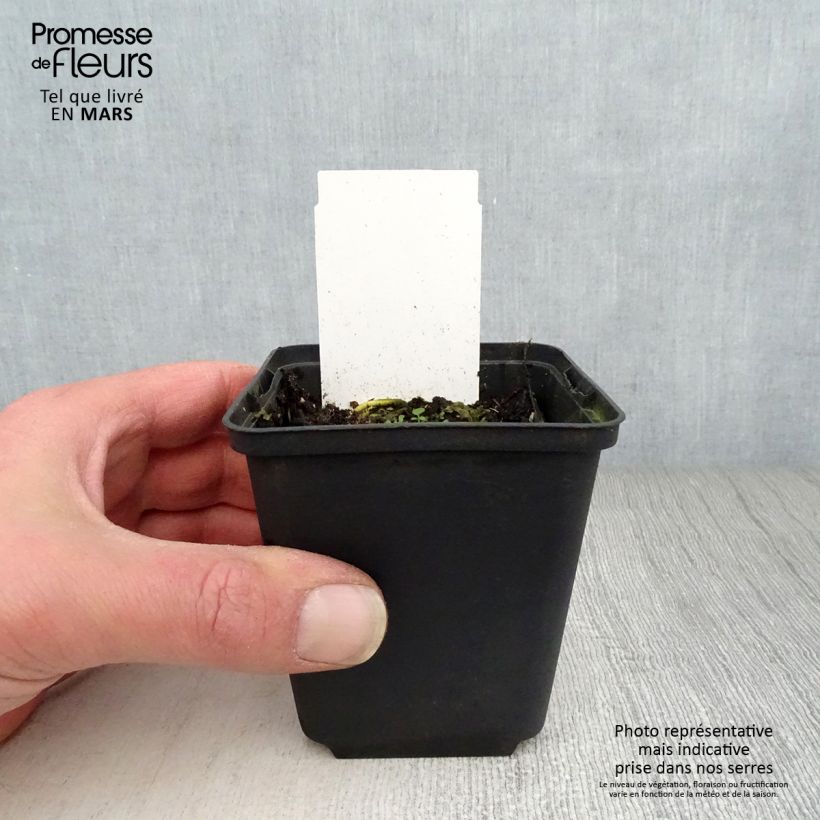 Spécimen de Hosta White On Godet de 8/9 cm tel que livré au printemps