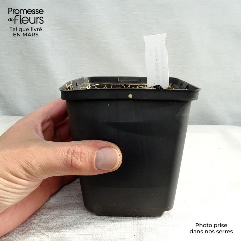 Spécimen de Hosta Wide Brim Godet de 8/9 cm tel que livré au printemps