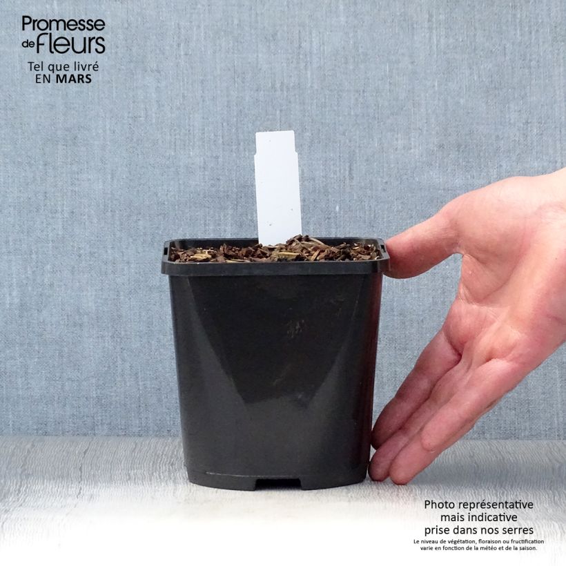 Spécimen de Hosta Wu-La-La Pot de 1,5L/2L tel que livré au printemps