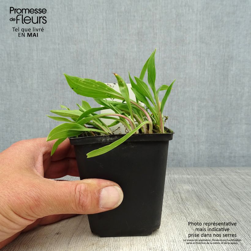 Spécimen de Hosta clausa var. normalis   Godet de 8/9 cm tel que livré au printemps