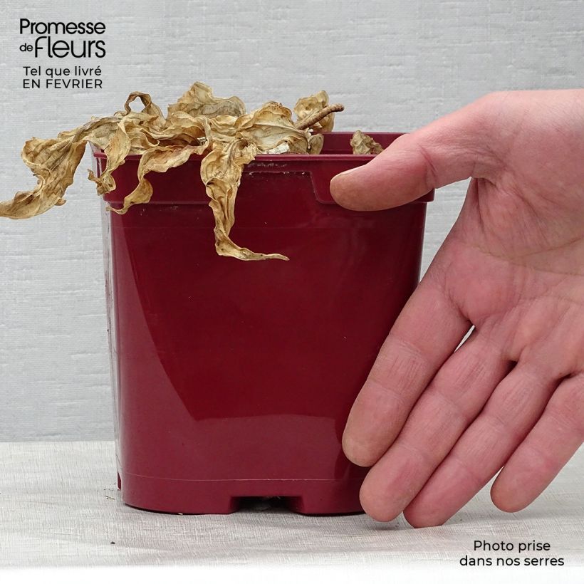 Spécimen de Hosta fire Island Pot de 2L/3L tel que livré en hiver