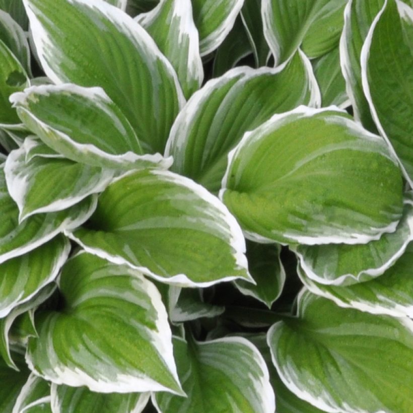 Hosta fortunei Albomarginata (Feuillage)