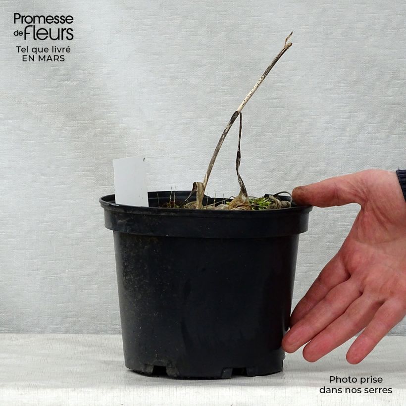 Example of Hosta fortunei Albopicta  Pot de 2L/3L as you get in printemps