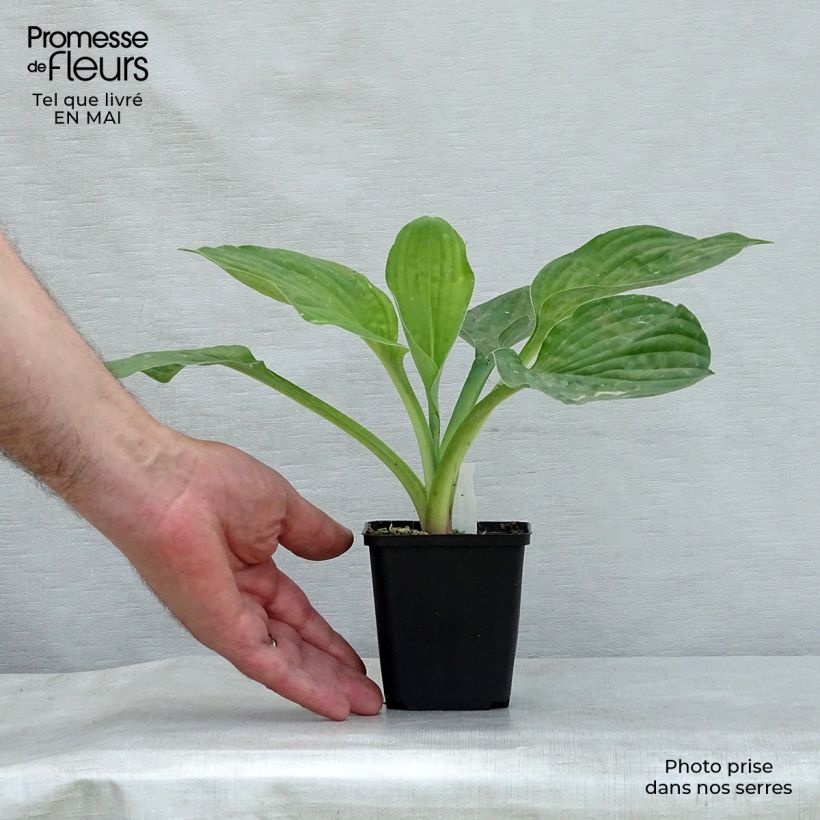 Example of Hosta fortunei Albopicta  Godet de 8/9 cm as you get in printemps