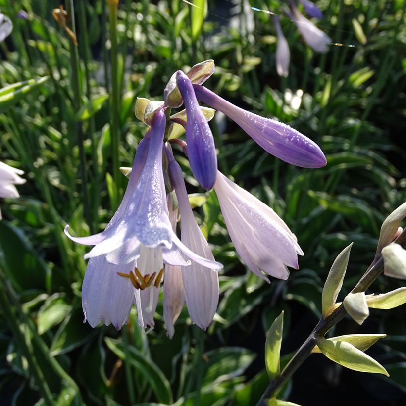 Hosta fortunei Francee (Flowering)