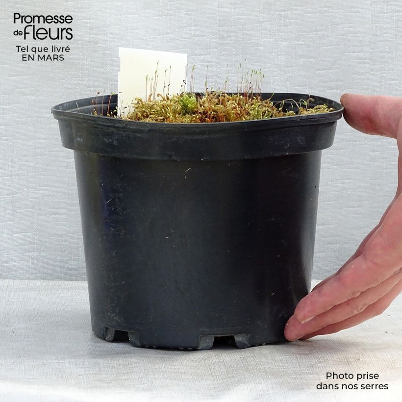 Example of Hosta fortunei Gold Standard Pot de 2L/3L as you get in printemps