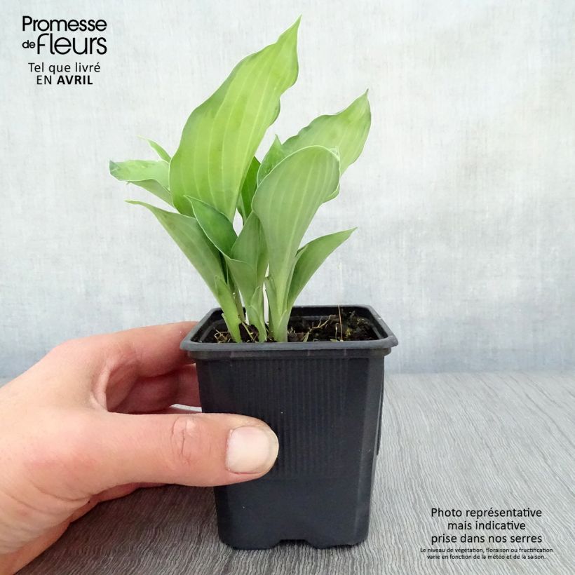 Example of Hosta fortunei Gold Standard Godet de 8/9 cm as you get in printemps