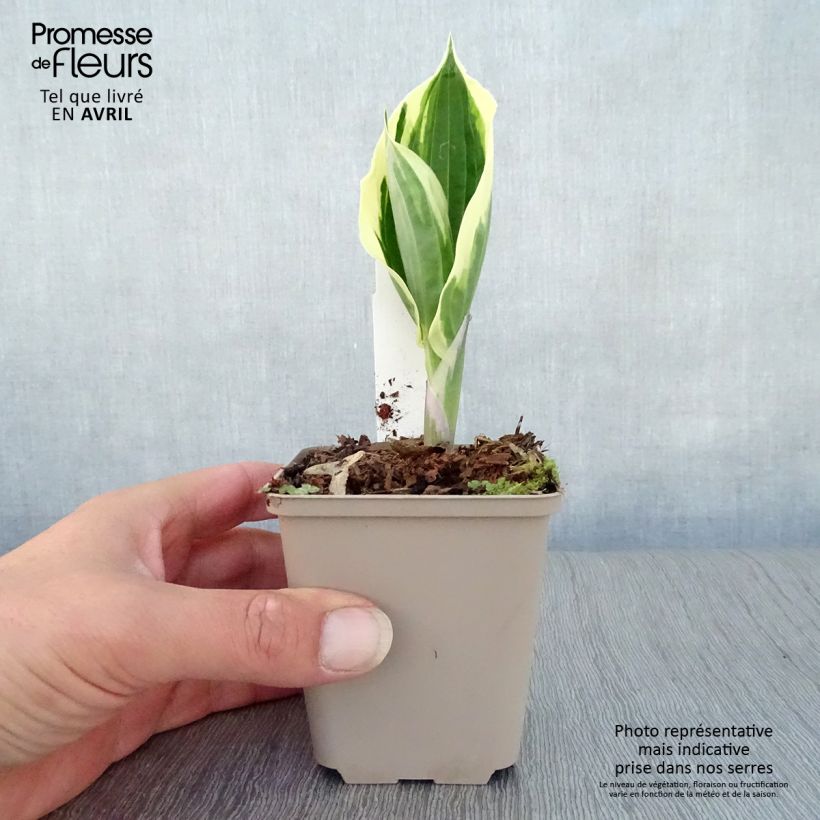 Example of Hosta fortunei Patriot Godet de 8/9 cm as you get in printemps