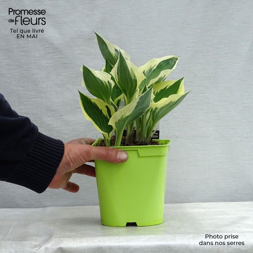 Example of Hosta fortunei Patriot Pot de 2L/3L as you get in printemps