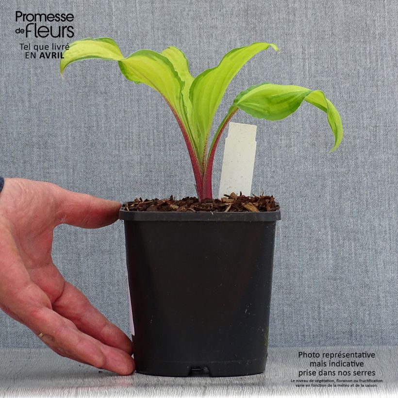 Spécimen de Hosta Lipstick Kiss Pot de 1,5L/2L tel que livré au printemps