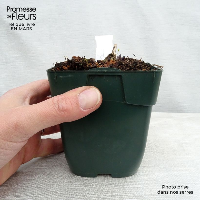 Spécimen de Hosta montana Yellow River Godet de 8/9 cm tel que livré au printemps