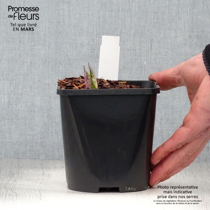 Spécimen de Hosta ou Funkia Fireworks Pot de 1,5L/2L tel que livré au printemps