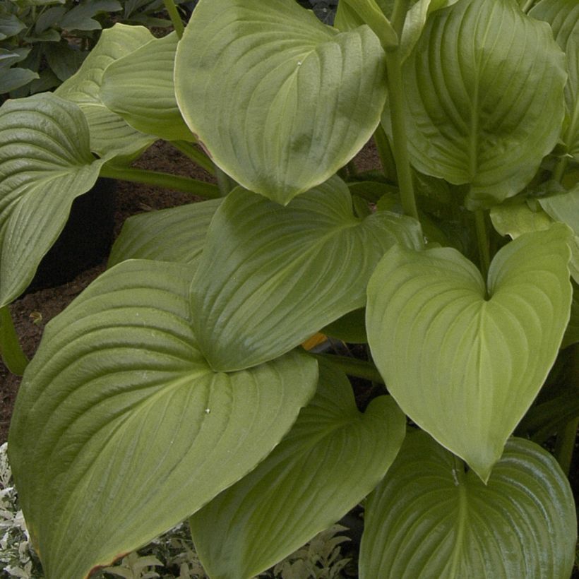 Hosta plantaginea Venus (Feuillage)